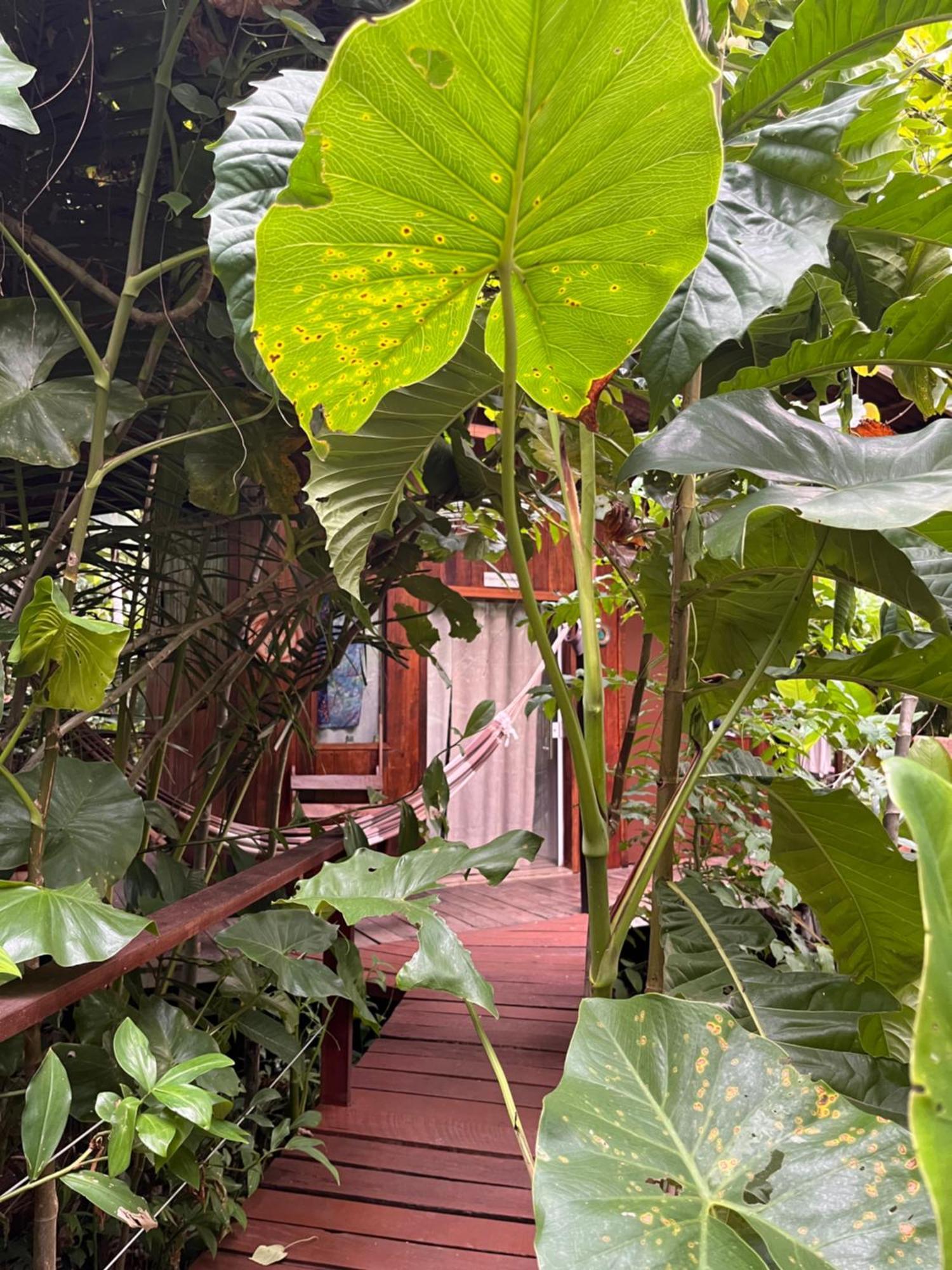 Olaria River Hostel 벨렘 외부 사진